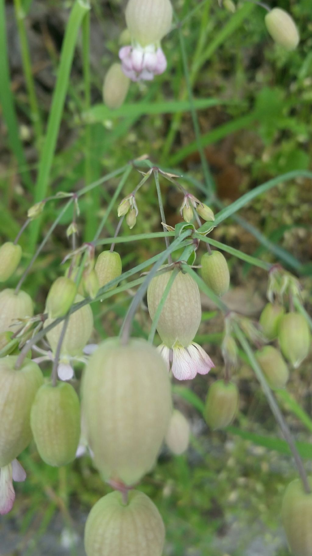 Silene vulgaris